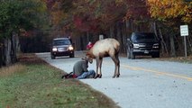 Un cerf attendrissant avec un photographe