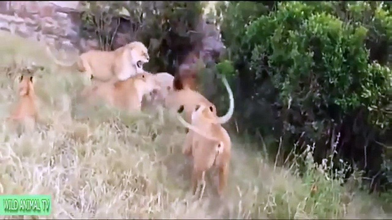 Lion vs antelope, Tiger vs hippopotamus, zebra, hyena # Real Fight Most Amazing Animals At