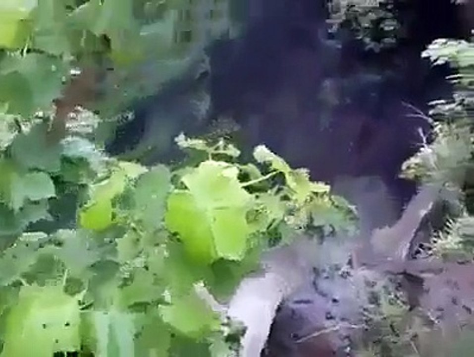 Funny clip