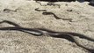 Iguane vs serpents affamés: la course-poursuite de l'année