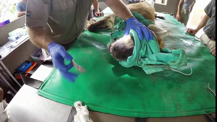 GoPro  Wild Animal Dental Surgery with Kevin Richardson