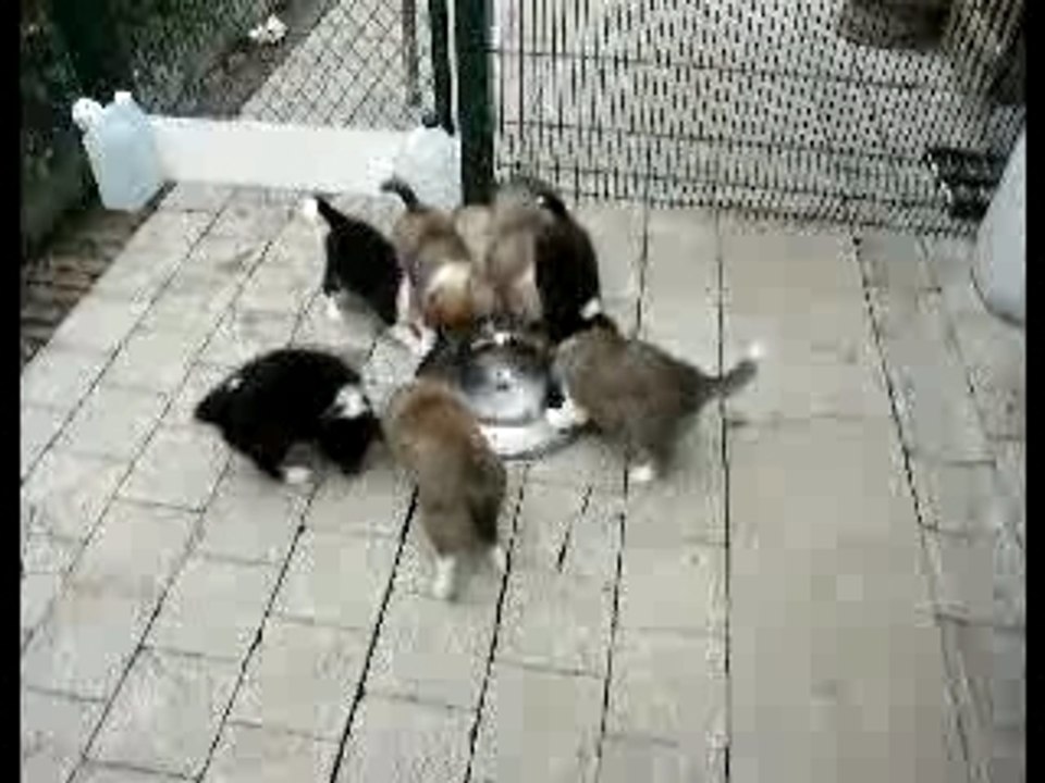 Repas des chiots le 23 août 2007