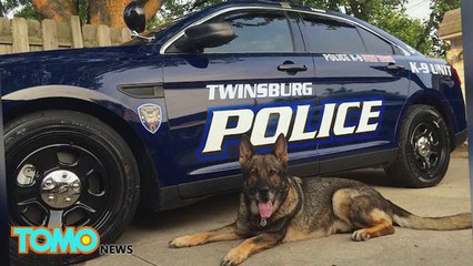 Cão policial de Ohio gosta de ser tratado com Starbucks.