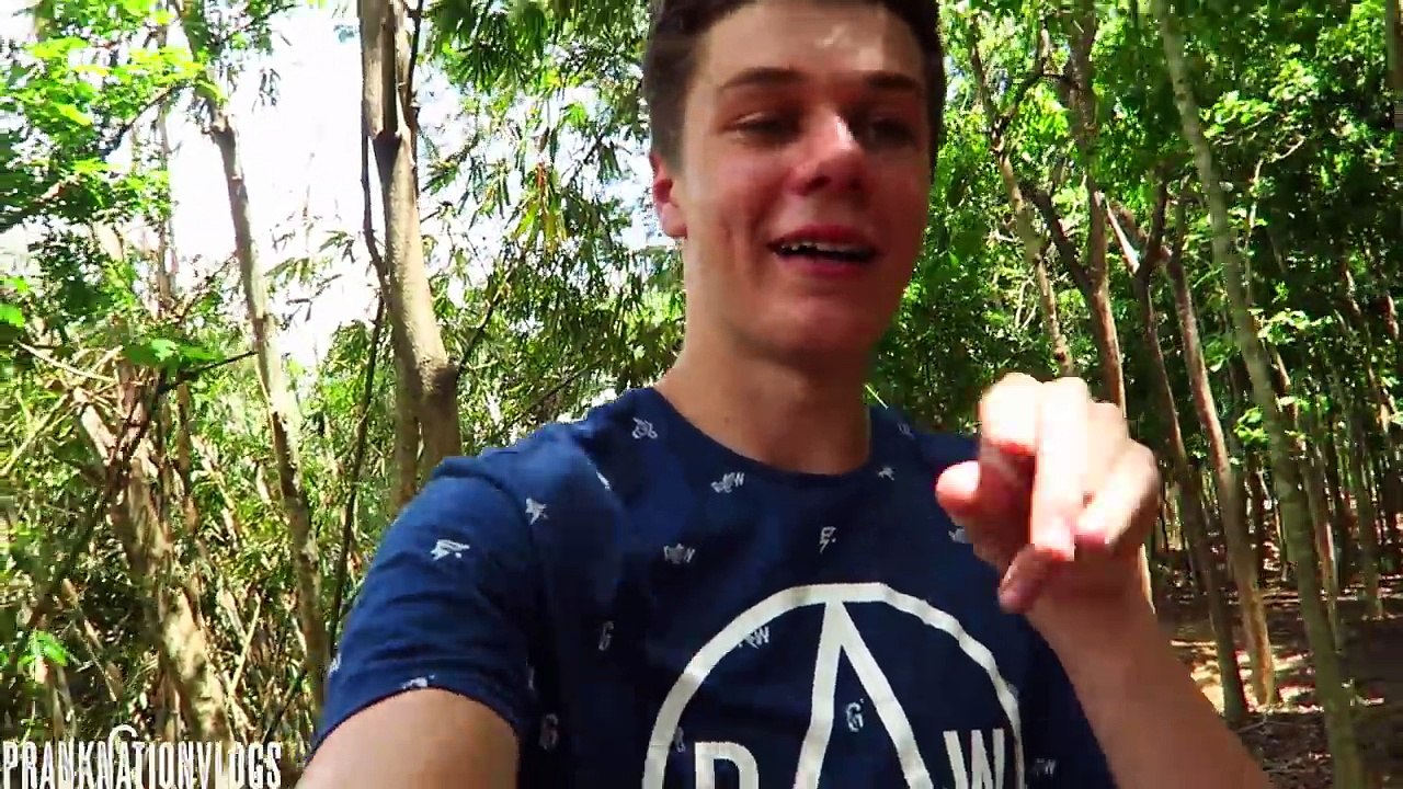 Chimp Attack 911 Call