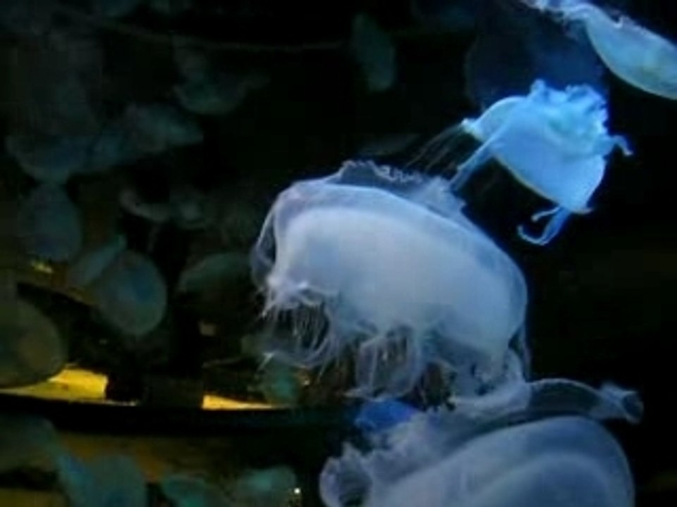 August 07 SHARK REEF
