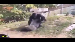 Gorilla vs Bear, Lion, Buffalo, Big Baboon, Hyena