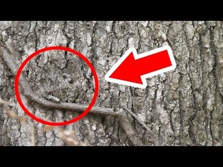 Há Miệng Với Những Bậc Thầy Ngụy Trang Trong Tự Nhiên Phần 2 | Việt Vivu |