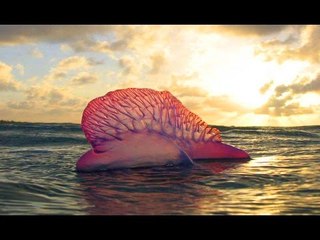 Top 10 động vật khổng lồ dưới đáy đại dương | Việt Vivu |