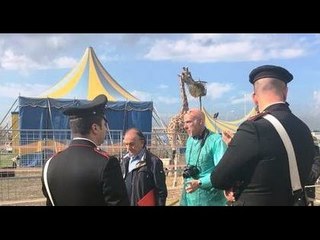 Giugliano (NA) - Blitz al circo Nelly Orfei per verificare condizioni animali (04.11.16)