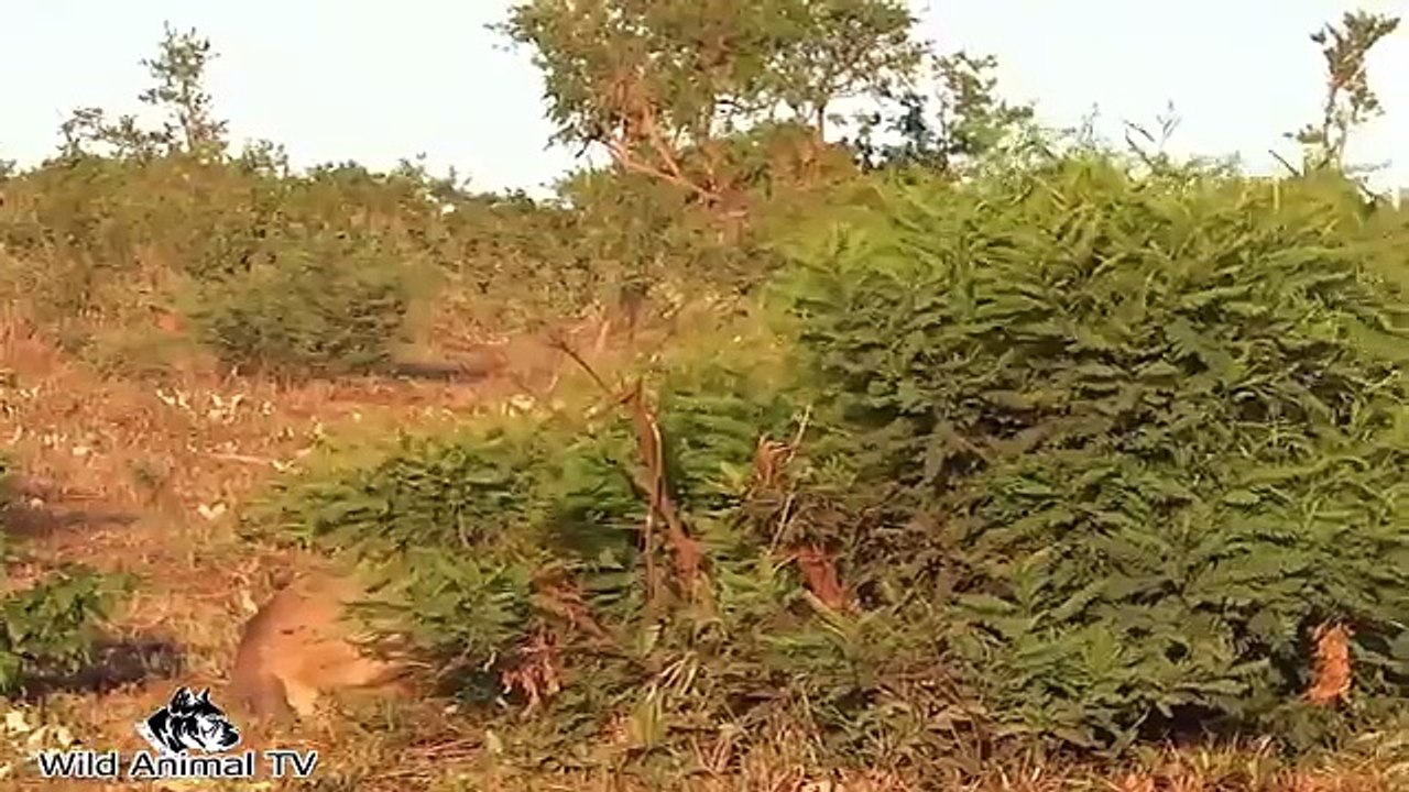 Top 10 Rhinoceros vs Lion Real Fight # Most Amazing Wild Animal Attacks| Wild Animal TV