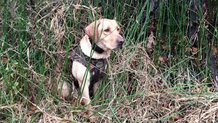 Labrador Retrievers Photos by Mack Prioleau