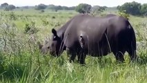 Legendary Battle Rhino Vs Rhino ► Buffalo Vs Rhino
