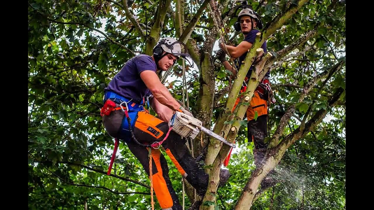Nottingham Tree Surgeons Tel 07905 675 171  Tree Surgeons in Nottingham