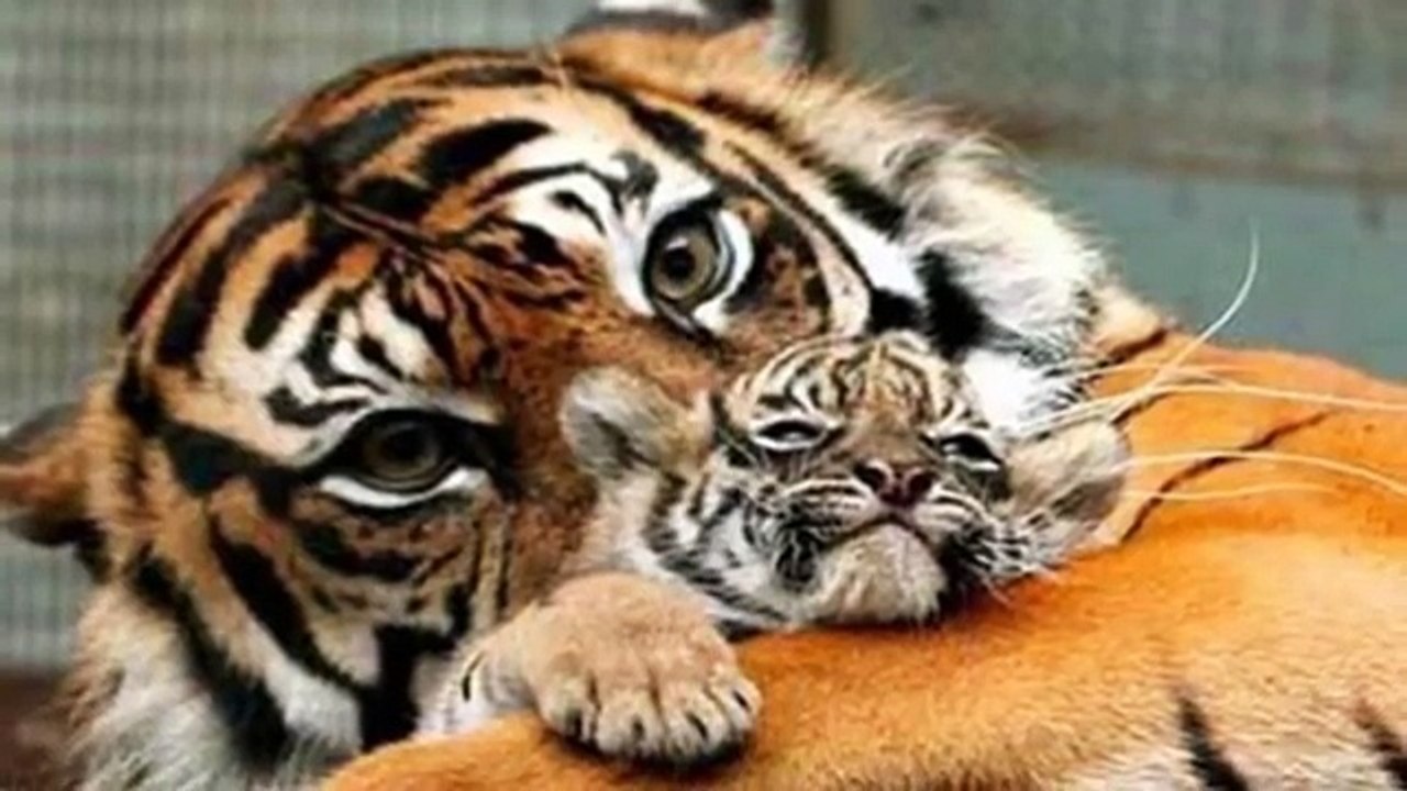 شاهد حنان وروعة الام في الحيوانات والطيور وقل سبحان الله