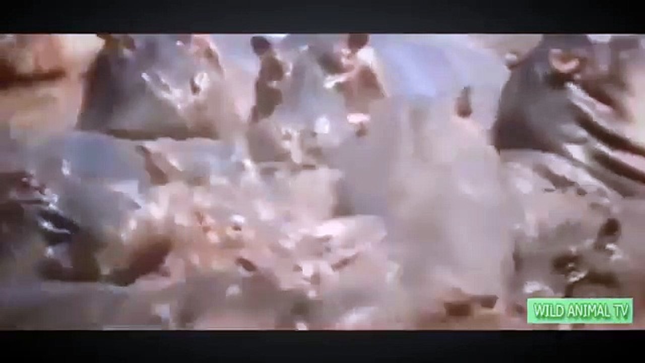 Lion vs Big Baboon vs Buffalo Attacks and Kills, Leopard, Tiger, Bear & Deer