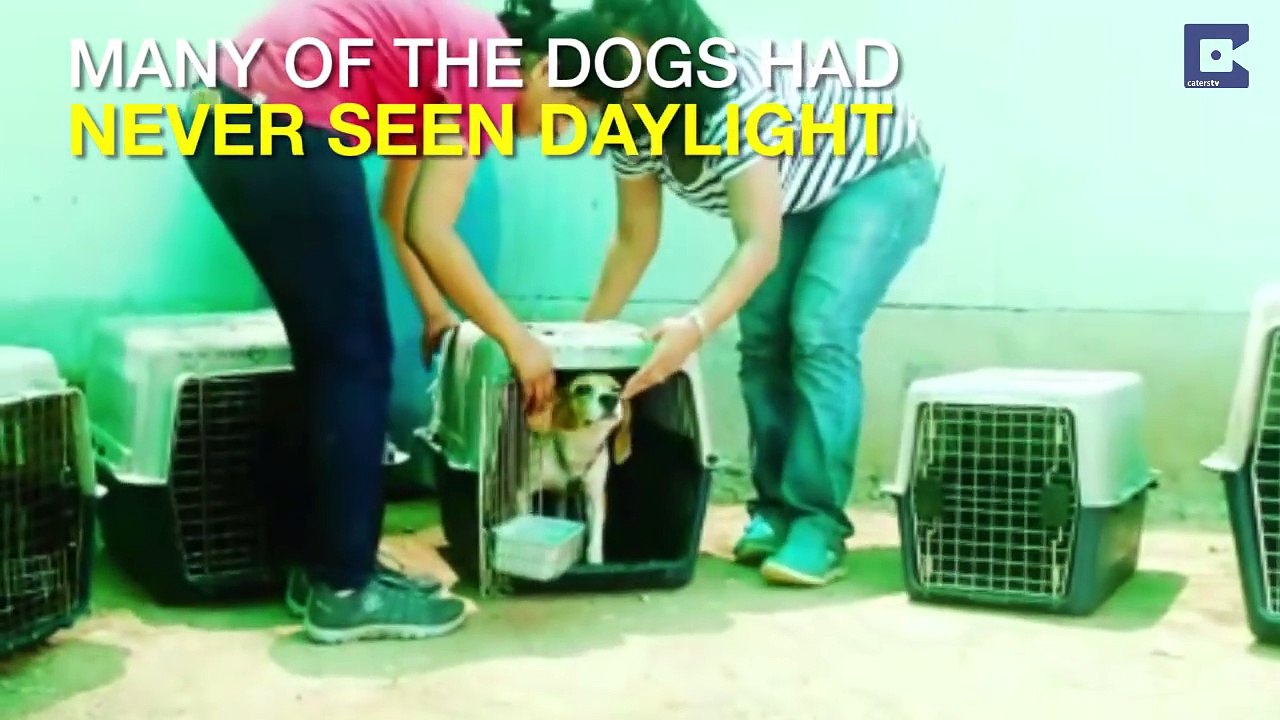 VIDÉO ÉMOUVANTE : 150 Chiens de laboratoire retrouvent leur liberté après 5 ans de tests