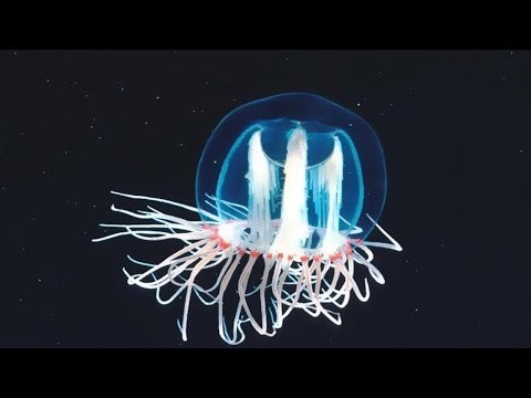 Top 10 động vật sống thọ nhất hành tinh | Việt Vivu |