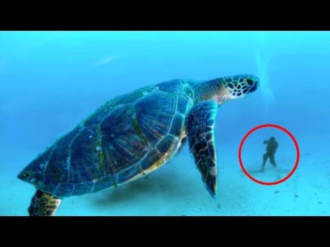 Top Những Động Vật Khổng Lồ Khó Tin Nhất Trên Thế Giới | Việt Vivu |