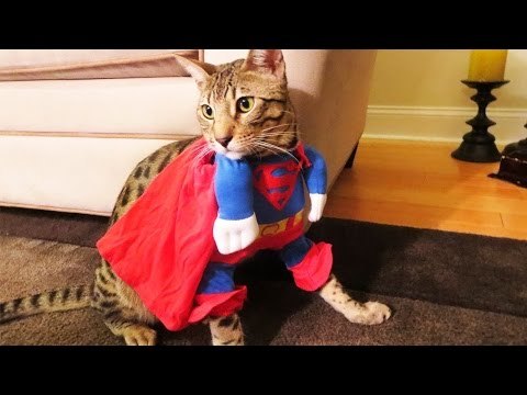 Top 20 Khám Phá Thú Vị Về Loài Mèo , Không Phải Ai Cũng Biết | Việt Vivu |