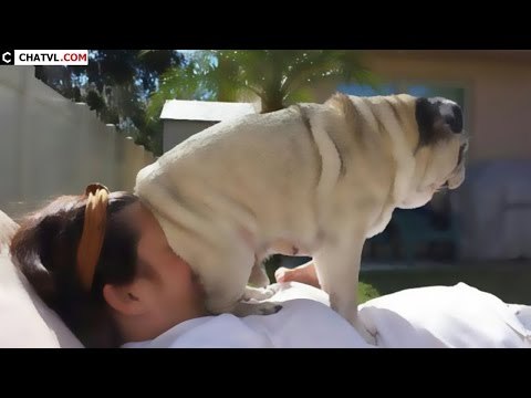 Top 30 khoảnh khắc nói lên sự thiếu tôn trọng nhưng rất đáng yêu của những chú chó