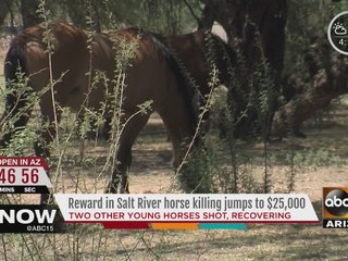 Reward for info in shooting of Salt River horses increased