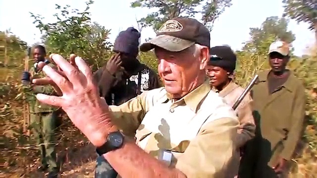 La chasse déléphant au Botswana. Parfaite cerveau frontal coup!!!