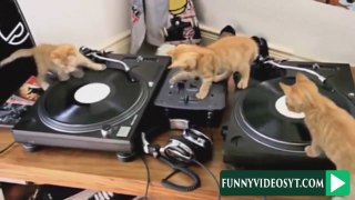 Funny Animals Compilation - Funny Cats - Funny Dogs - Animals Fails - Funny Videos