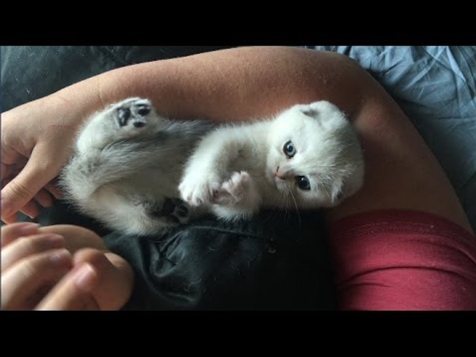 Cute Kitten Nibbles on Owner's Finger