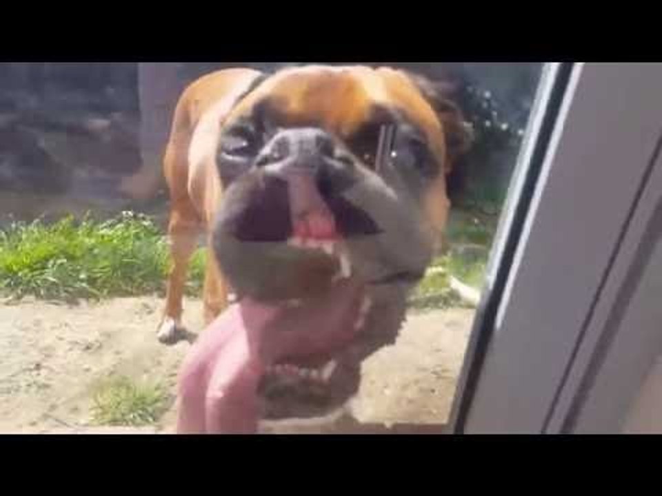 Boxer Dog Unsure About Sliding Glass Door
