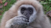 Cute Gibbon Won't Stop Munching the Grass