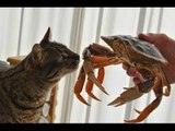 Cats vs crabs - Funny and cute cat compilation
