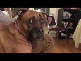 Mad & confused pets - Funny animal compilation