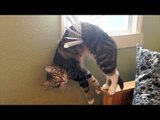 Nothing will make you laugh harder than funny animals - Funny animal compilation