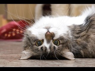 Playful and curious cats and dogs - Funny and cute animal compilation