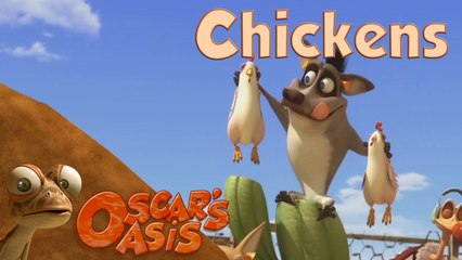 Oscar's Oasis - CHICKEN CHARMER - Funny Animal Videos 1080p [Full HD]