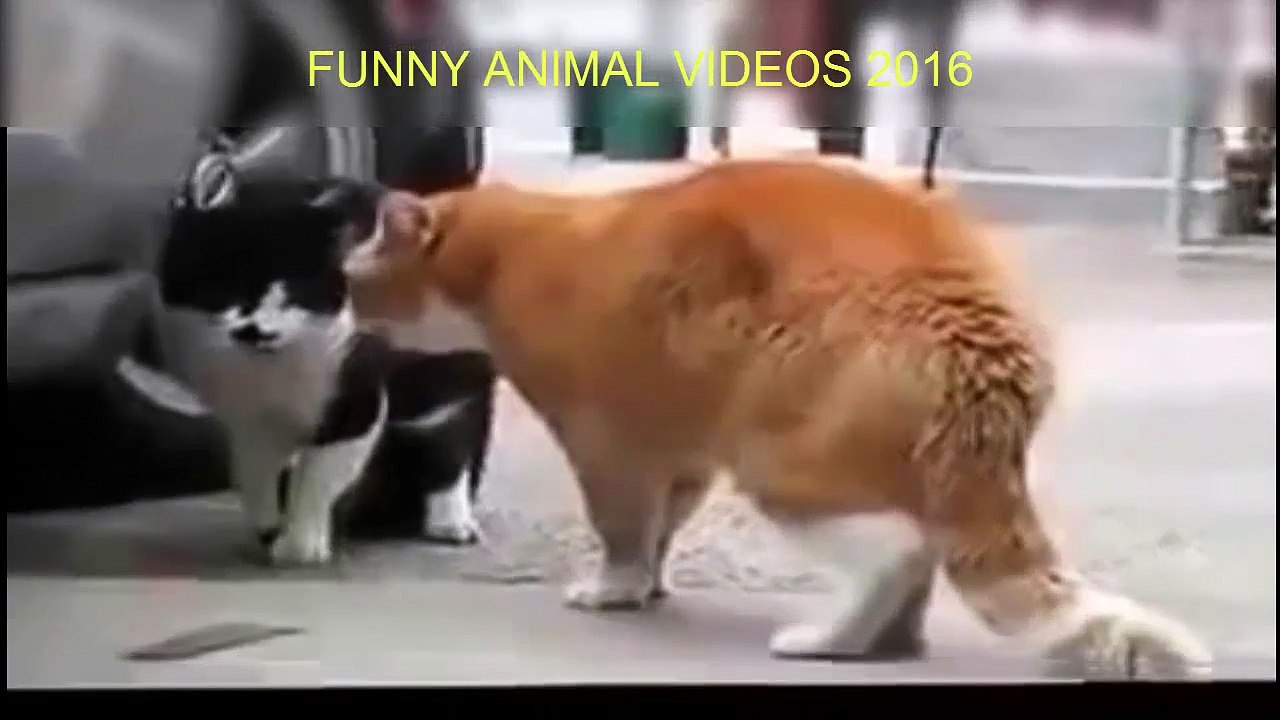 CAT GETS BOLLOCKING 2016