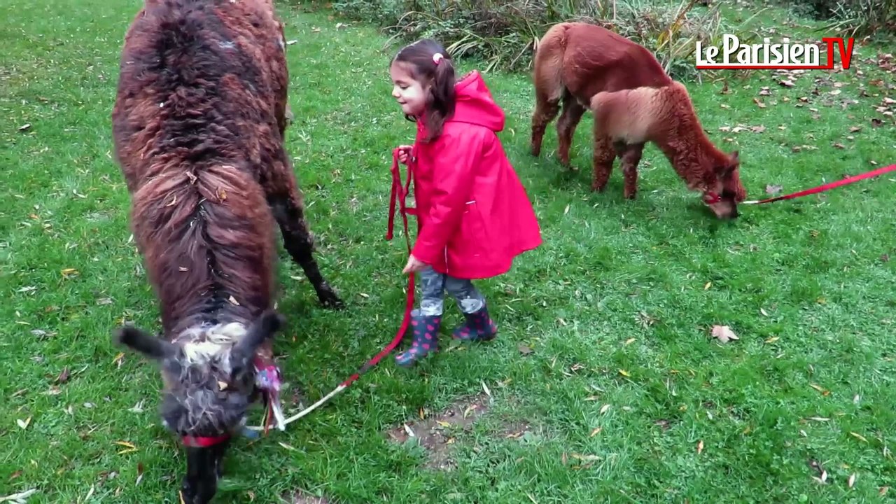 Balade en famille avec des lamas !