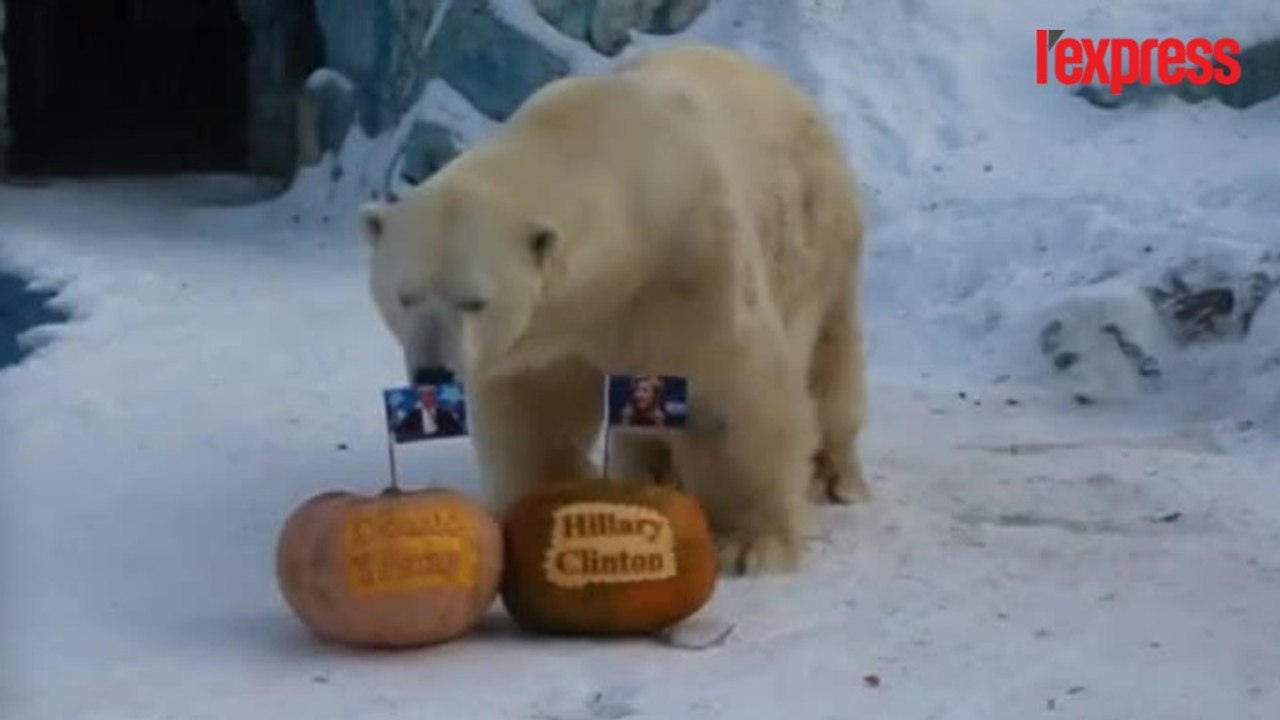 Elections américaines: un tigre et un ours livrent leurs prédictions