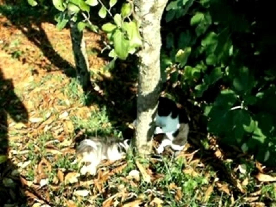 Photo 025