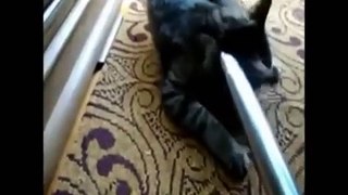 Funny Videos - Funny Cat - Funny - Funny Animals Videos - Funny Dogs 2015