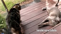 Kitties Fluffy & Bluebell Cats Play Fighting Milkytales Thanks Link part1