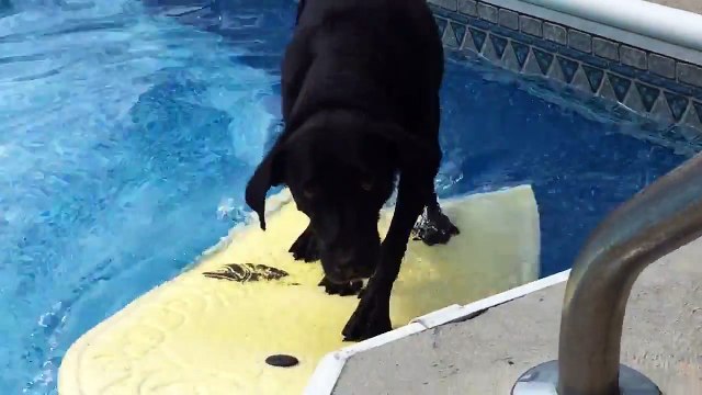Ce chien ira chercher la balle n'importe où vous la lancerez !