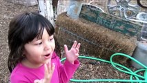 Petting ZOO at the Farm Feeding Horses and Goats Learn Animal Names for Kids part2