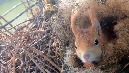 Такое чудо за окном!
