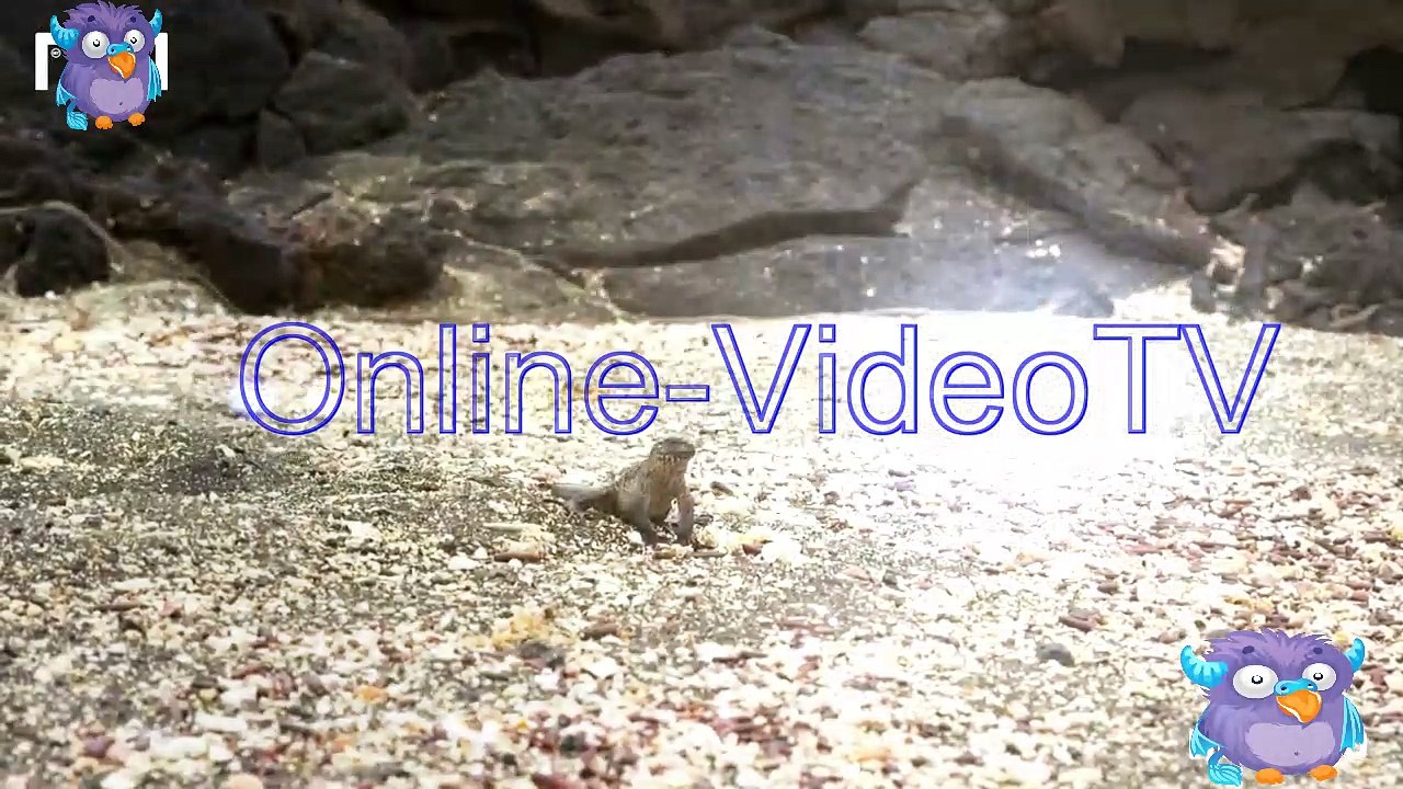 Snake fight with other animals