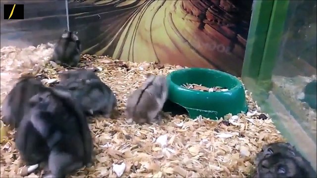 Compilation funny pranks - funny people [NEW] #42 Epic Fail Compilation [NEW] #42 Best Fails/Wins of