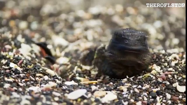 Des serpents affamés pourchassent des bébés iguanes marins !