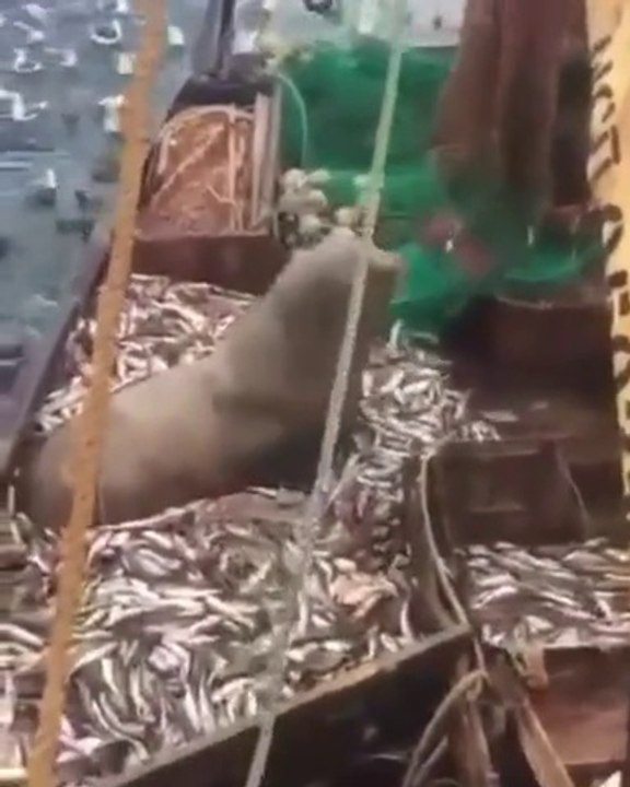 Regardez ce que ces pecheurs ont remonté dans leur filet... Incroyable