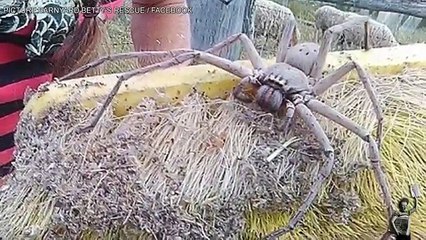 Cette femme va découvrir une araignée gigantesque et terrifiante