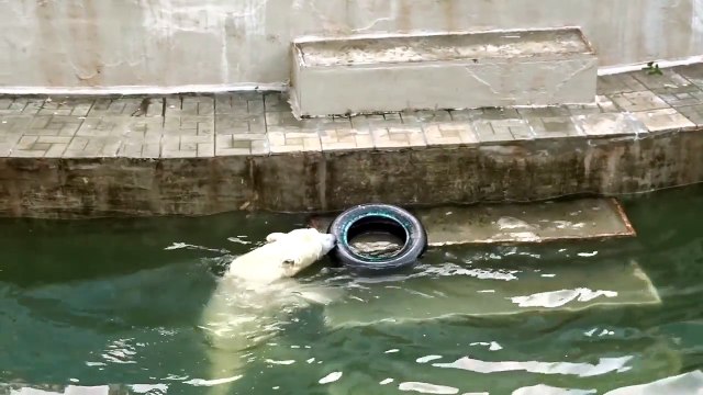 Les ours polaires aussi aiment bien chercher la merde